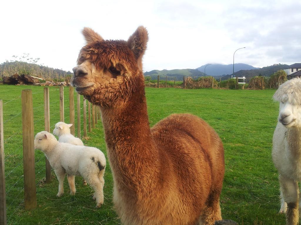 Отель The Little Farm Coromandel Экстерьер фото