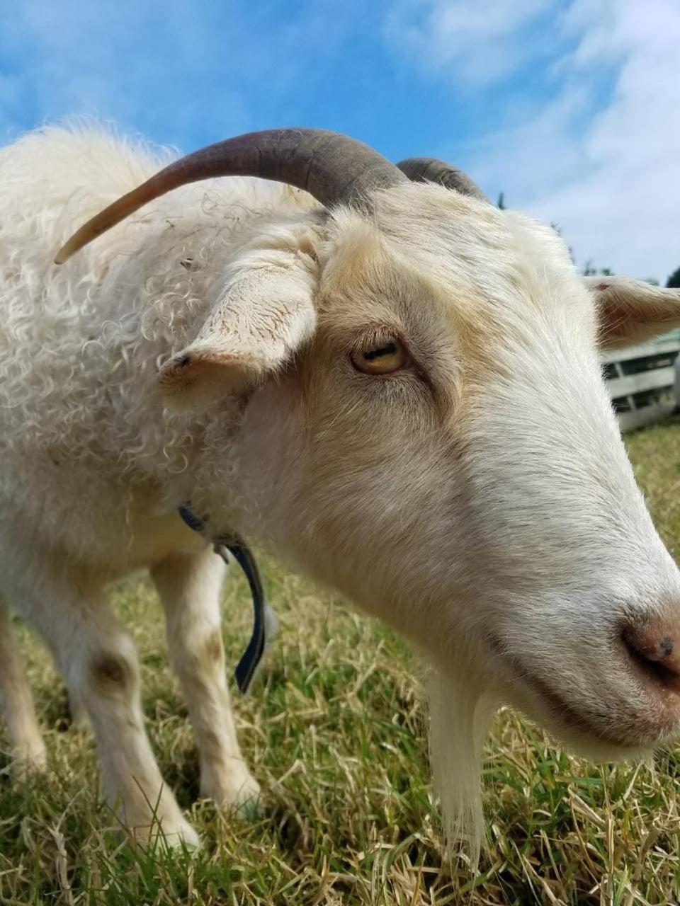 Отель The Little Farm Coromandel Экстерьер фото