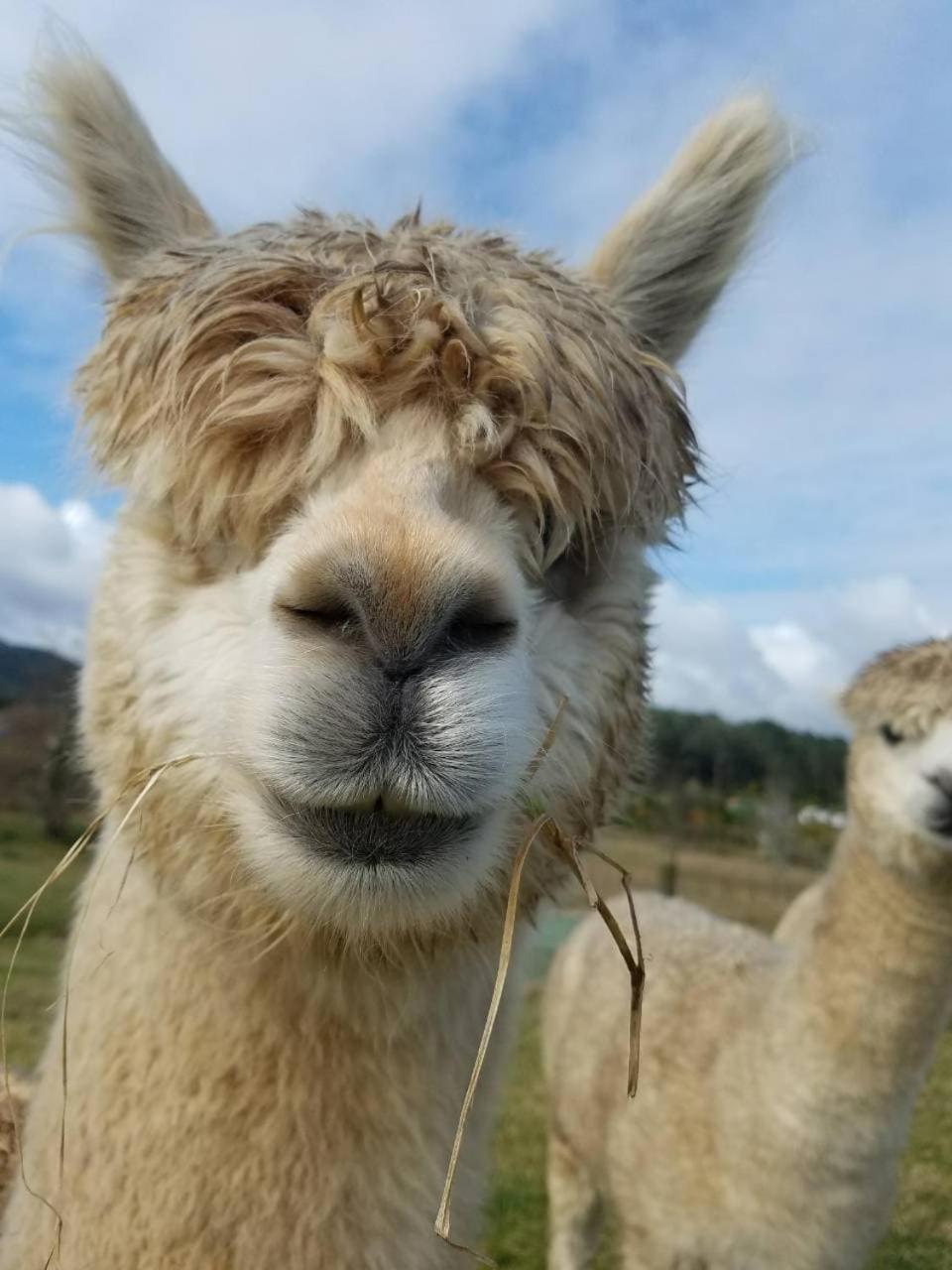 Отель The Little Farm Coromandel Экстерьер фото