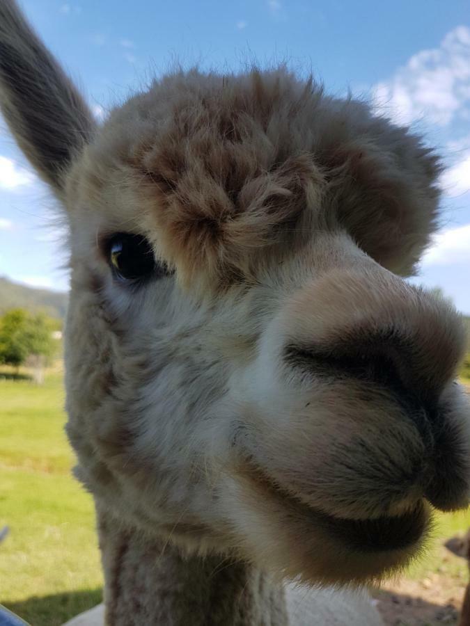 Отель The Little Farm Coromandel Экстерьер фото